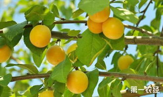 冬日校園里的杏樹作文