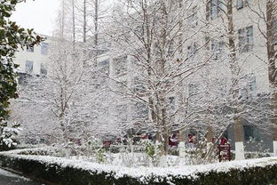 校園冬景初二作文600字