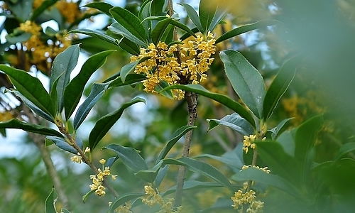 校園中的桂花作文300字三級