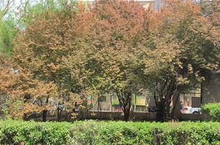 美麗,作文,江西,校園