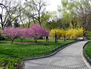 春天校園方位作文