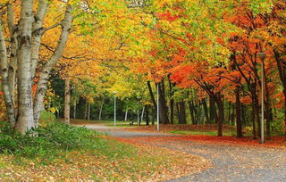 作文,秋天,校園