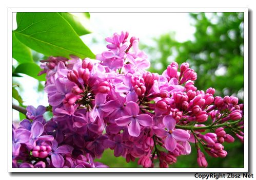 作文,六級,丁香花,開滿