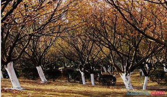 小學三年級作文秋景三百字,描寫秋景的作文三年級三百字左右,公園的秋景作文三年級