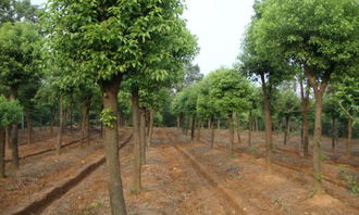 99作文網(wǎng)校園里的大樟樹