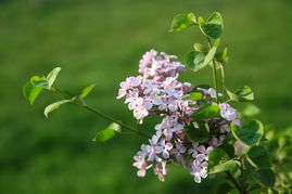 校園春色300字作文