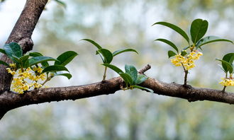 寫校園里的桂花的作文450字