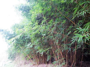 校園側(cè)柏作文