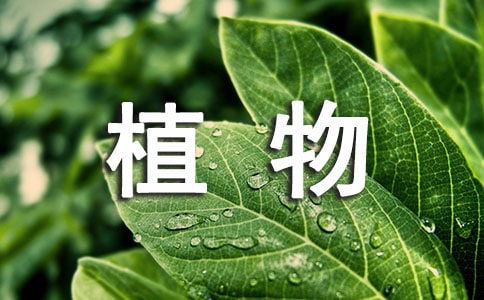 作文,校園里,植物,觀察