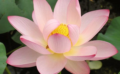 荷香校園荷花的品格作文