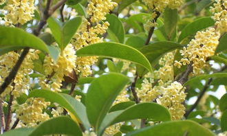 校園的一角桂花作文350字