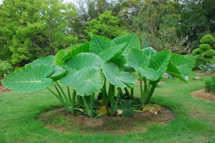 校園的植物園作文400