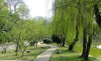 作文,柳樹,校園