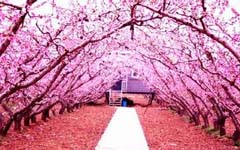 校園賞花的作文350字,公園賞花作文,賞花燈作文