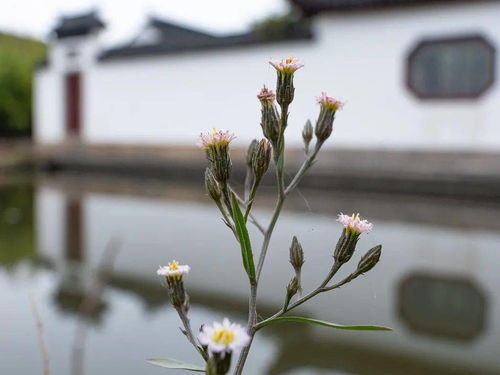 寫校園一花一草一木作文