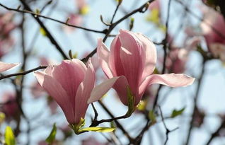 作文,校園里,廣玉蘭