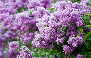 開滿丁香花的校園想象作文