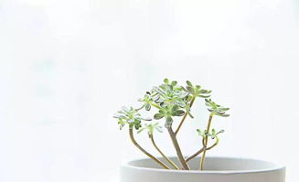 寫(xiě)校園里的一種植物作文