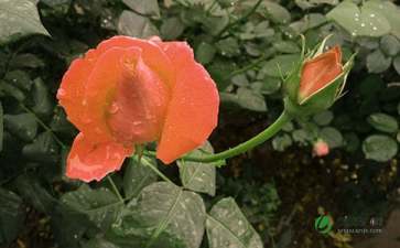 月季花,作文,校園