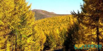 校園里的松樹(shù)300字優(yōu)秀作文,校園欺凌優(yōu)秀作文,松樹(shù)優(yōu)秀作文三年級(jí)