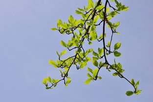 校園春景作文大學(xué)生,校園春景作文300字,校園春景作文400字