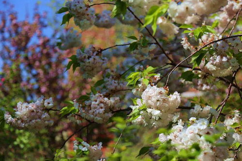 校園中的春景小學(xué)作文