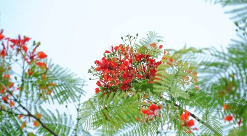 校園里的一棵鳳凰樹(shù)作文