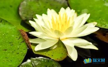 校園里的睡蓮作文四級