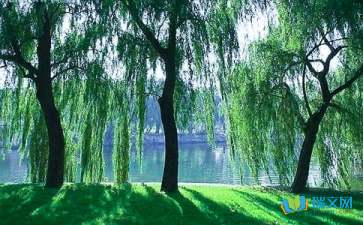 校園里的柳樹(shù)樹(shù)作文