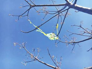 春姑娘悄悄地來(lái)到了我們的校園作文二級(jí)