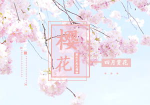 寫校園的春天的櫻花作文