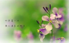 二級寫校園的春天作文100字