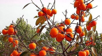 校園的柿子樹作文,描寫校園柿子樹的作文,校園的柿子樹作文400字