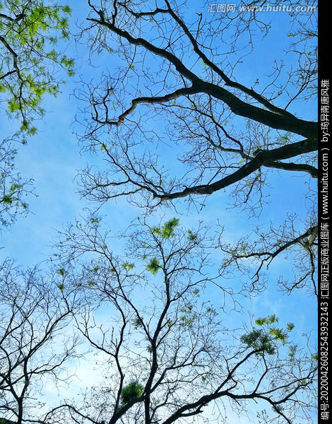 作文,生機勃勃,春天,校園