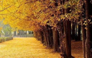 校園銀杏作文800