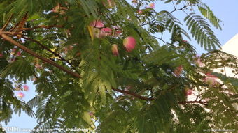 校園里的合歡樹作文,校園的合歡樹作文400字,校園的合歡樹的作文500字