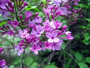 寫校園紫丁香的作文