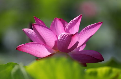 夏日荷花校園初一作文