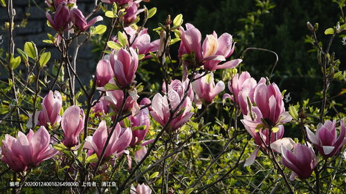 描寫校園風(fēng)景線的作文關(guān)于紫玉蘭花