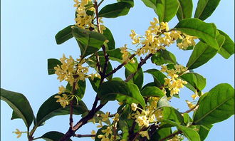 校園的樹作文300個字