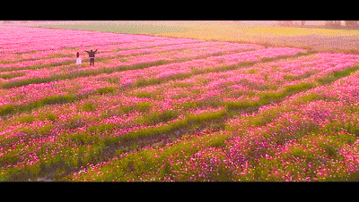 高中校園的青春歲月作文800