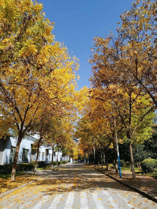 秋景,作文,校園