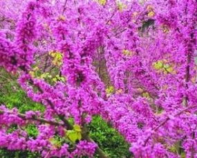 校園的紫荊花樹作文