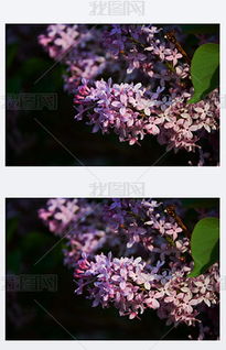 開滿丁香花的校園小說作文600字六年級,開滿丁香花的校園作文300字,開滿丁香花的校園小說800字