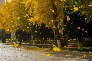 校園秋景詩歌400字作文