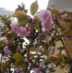 作文,丁香花,校園