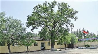 作文,一棵,校園,老槐樹