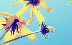 寫一篇關(guān)于校園的一角作文300字左右