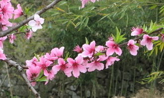 校園桃花樹作文三級(jí)