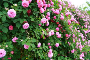 炮仗,寫作文,校園